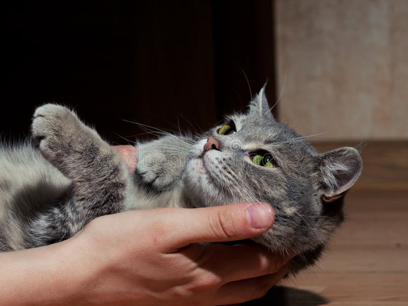 Un gato gris hermoso con las rayas blancos y negros que juegan con un hombre en el piso Primer El gato est? cansado de jugar imagenes de archivo Un gato gris hermoso con las rayas blancos y negros que juegan con un hombre en el piso Primer El gato est? cansado de jugar imagenes de archivo