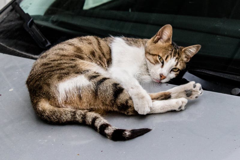 Un gato lindo que presenta a la cámara mientras que miente en un coche imagen de archivo libre de regalías Un gato lindo que presenta a la cámara mientras que miente en un coche imagen de archivo libre de regalías
