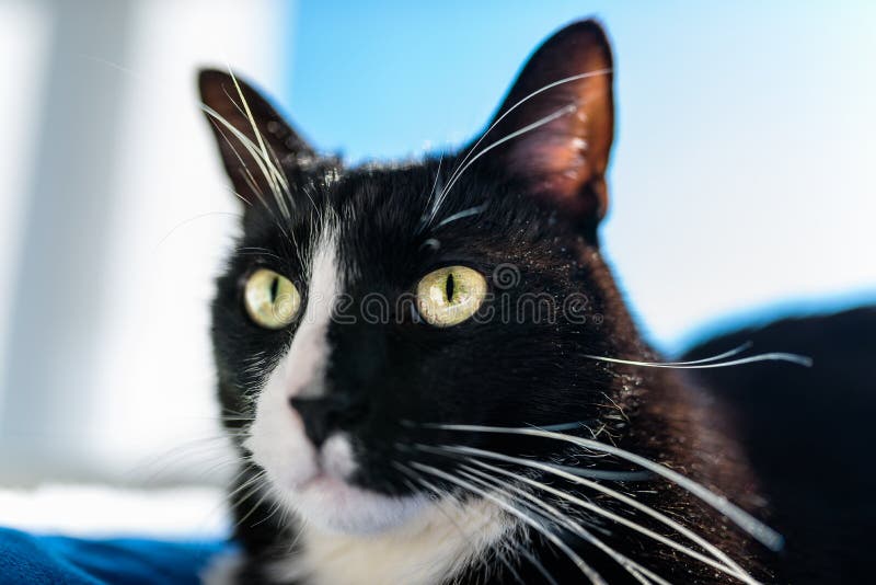 Un gato negro con un hocico blanco y negro, mintiendo en una cama azul en un alféizar, un cielo azul en el fondo imagen de archivo libre de regalías Un gato negro con un hocico blanco y negro, mintiendo en una cama azul en un alféizar, un cielo azul en el fondo imagen de archivo libre de regalías