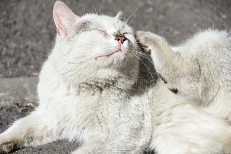 Un gato sin hogar de la calle en la calle miente y pica de mordeduras de pulga fotos de archivo Un gato sin hogar de la calle en la calle miente y pica de mordeduras de pulga fotos de archivo