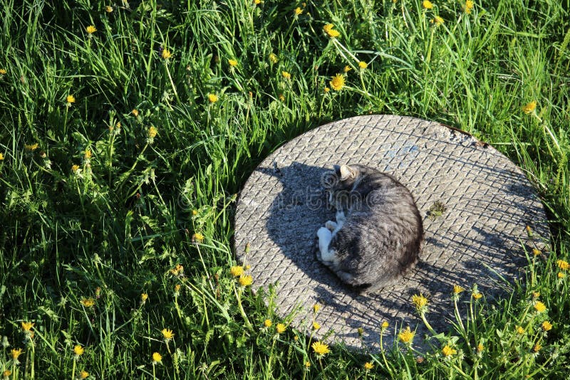Un gato sin hogar gris que duerme en una cubierta bien foto de archivo Un gato sin hogar gris que duerme en una cubierta bien foto de archivo
