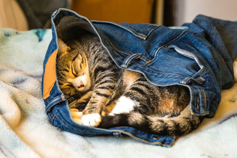 Un gattino adorabile che dorme in qualcuno blue jeans su un letto