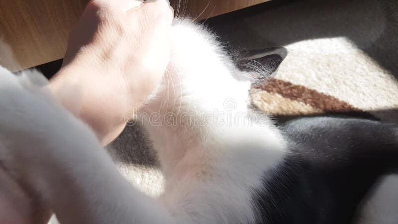 Un gattino bianco e nero allegro gioca con una donna che morde e si riversa. concetto di animali da compagnia. frame 4k di alta qu