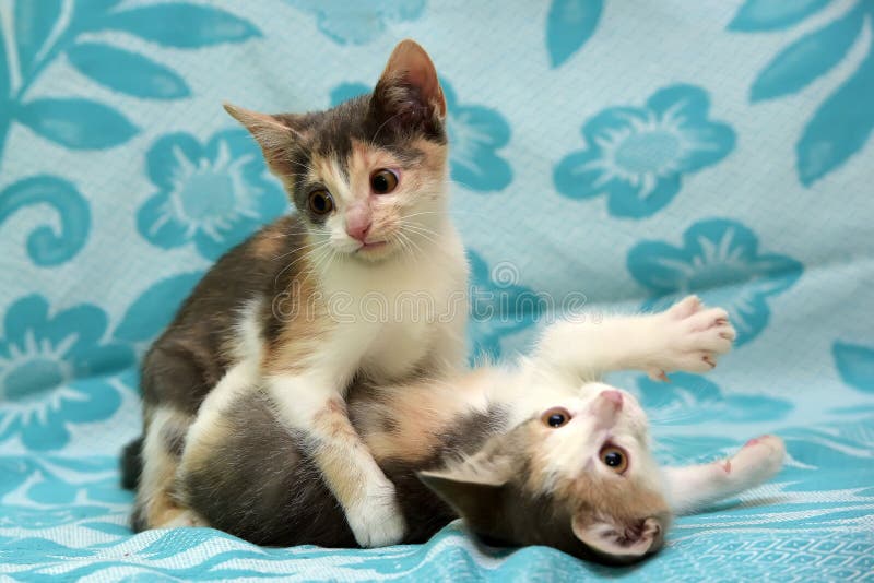 Un gattino di due tricromie che gioca insieme fotografia stock libera da diritti Un gattino di due tricromie che gioca insieme fotografia stock libera da diritti