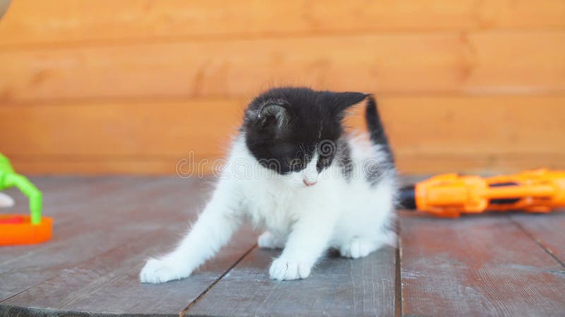 Un gattino giocoso cerca di afferrare il giocattolo al rallentatore