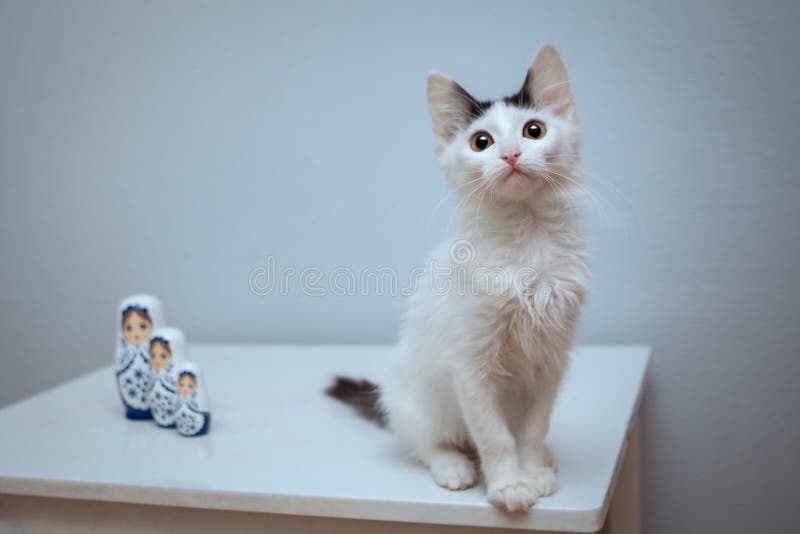 Un gattino lanuginoso bianco con una coda nera si siede accanto alle bambole di incastramento fotografia stock libera da diritti Un gattino lanuginoso bianco con una coda nera si siede accanto alle bambole di incastramento fotografia stock libera da diritti