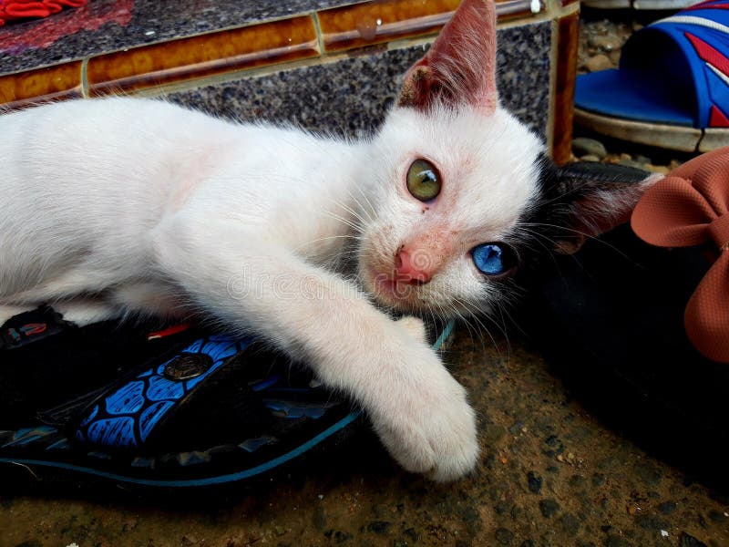 Un gattino sveglio con i suoi occhi unici immagini stock libere da diritti Un gattino sveglio con i suoi occhi unici immagini stock libere da diritti
