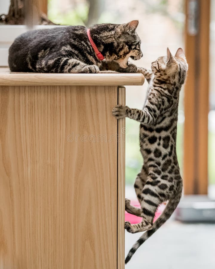 Un gattino sveglio del Bengala che prova a scalare dove un altro gatto sta sedendosi fotografie stock libere da diritti Un gattino sveglio del Bengala che prova a scalare dove un altro gatto sta sedendosi fotografie stock libere da diritti