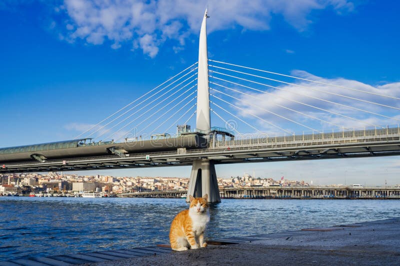 An Istanbul cat on the shore of Golden Horn Bay. Cable-stayed bridge in the background. Cute stray cat. An Istanbul cat on the shore of Golden Horn Bay. Cable-stayed bridge in the background. Cute stray cat