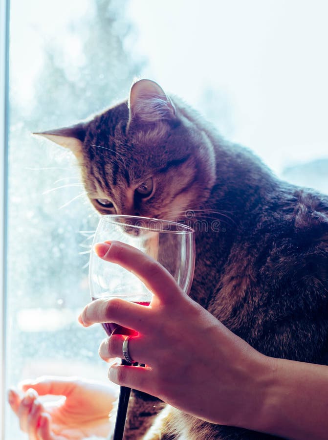 Un gatto guarda in un vetro di vino rosso fotografia stock libera da diritti Un gatto guarda in un vetro di vino rosso fotografia stock libera da diritti