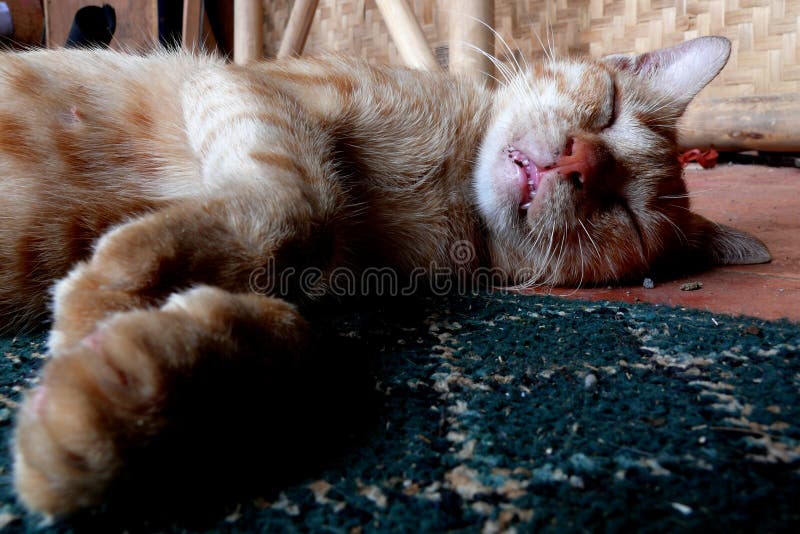 Un gatto magro che dorme come una tigre immagine stock Un gatto magro che dorme come una tigre immagine stock