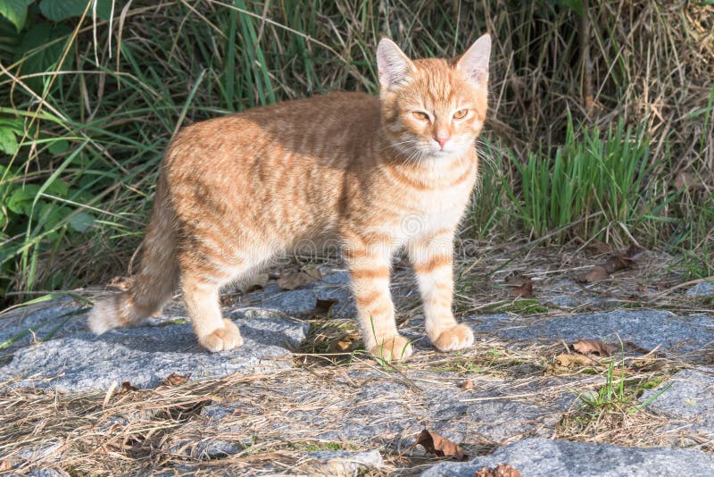 Un gatto marrone e bianco che controlla una roccia fotografie stock Un gatto marrone e bianco che controlla una roccia fotografie stock