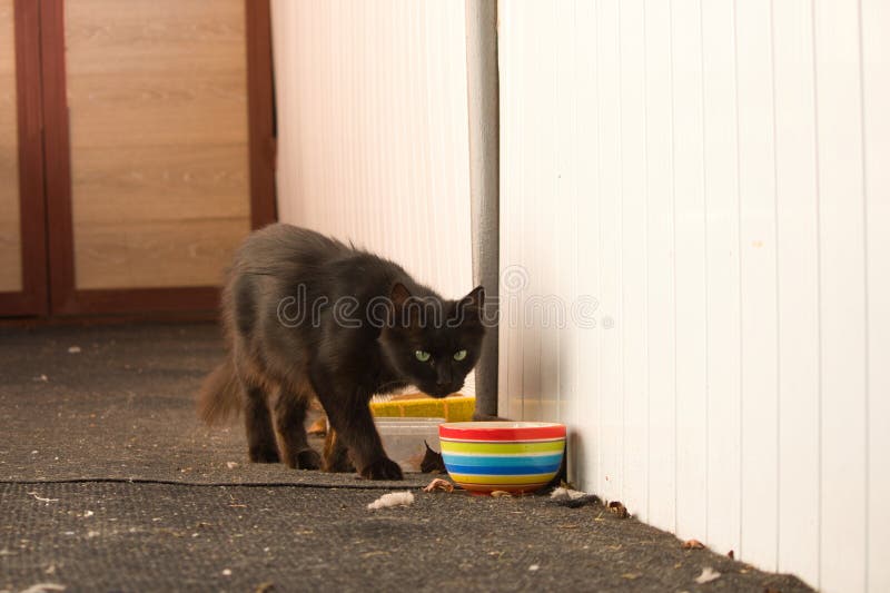 Un gatto nero con occhi verdi trafitto si avvicina a una ciotola a strisce colorata. fotografie stock libere da diritti