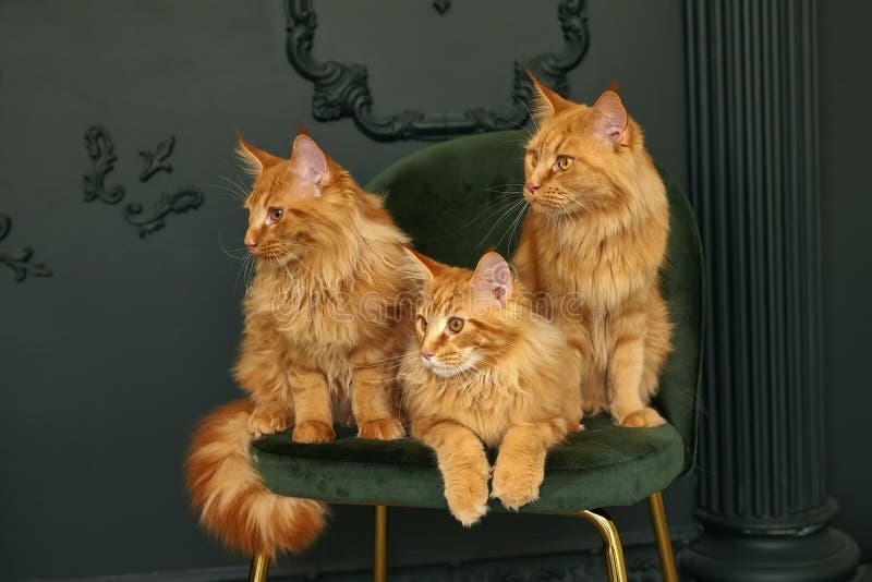 Un gatto nero e un gatto selvatico poggia su una sedia di velluto verde immagine stock