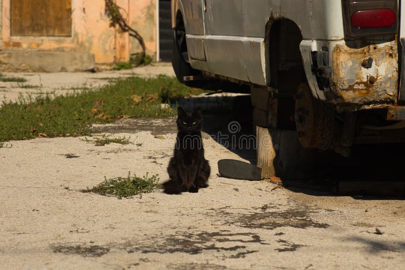 Un gatto nero, elegante, su una superficie di calcestruzzo illuminata dal sole, circondato da elementi naturali e urbani sottili. fotografia stock