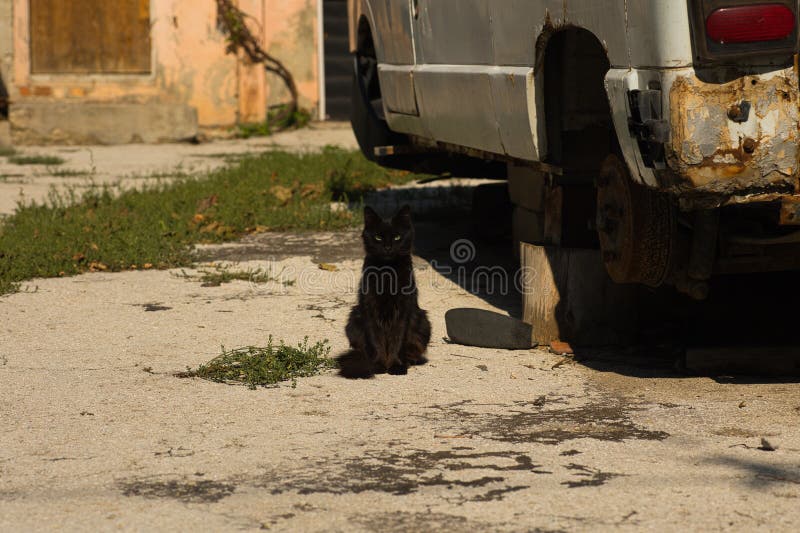 Un gatto nero, elegante, su una superficie di calcestruzzo illuminata dal sole, circondato da elementi naturali e urbani sottili. fotografia stock libera da diritti