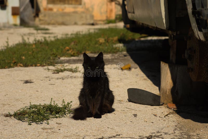 Un gatto nero, elegante, su una superficie di calcestruzzo illuminata dal sole, circondato da elementi naturali e urbani sottili. fotografie stock