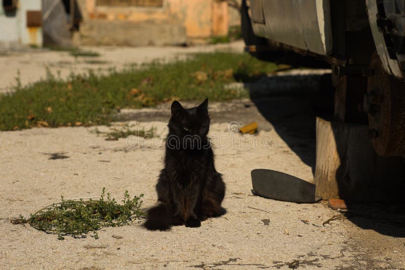 Un gatto nero, elegante, su una superficie di calcestruzzo illuminata dal sole, circondato da elementi naturali e urbani sottili. fotografia stock libera da diritti