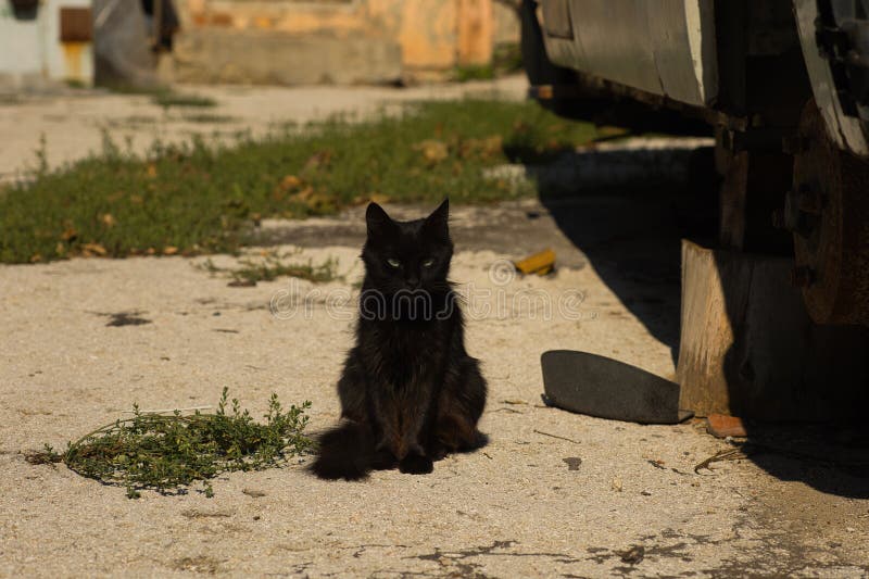 Un gatto nero, elegante, su una superficie di calcestruzzo illuminata dal sole, circondato da elementi naturali e urbani sottili. fotografia stock libera da diritti