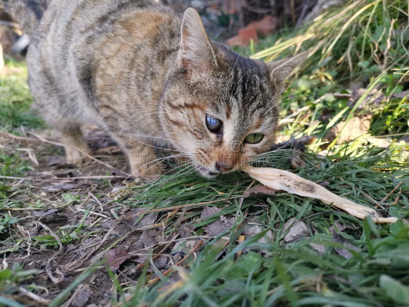 Un gatto osservato che prova a mangiare fotografia stock libera da diritti Un gatto osservato che prova a mangiare fotografia stock libera da diritti