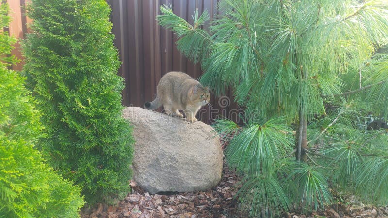 Un gatto scottato siede su un masso vicino a una recinzione di profilo metallico sotto alberi ornamentali e cerca uccelli. a terra c'è un pacciame di corteccia. tempo solare autunnale