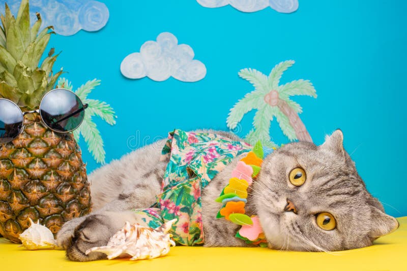 Un gatto in vacanza in una camicia hawaiana con gli ananas ed i vetri di sole Sulla spiaggia con il malma Un concetto di resto, r fotografie stock libere da diritti Un gatto in vacanza in una camicia hawaiana con gli ananas ed i vetri di sole Sulla spiaggia con il malma Un concetto di resto, r fotografie stock libere da diritti