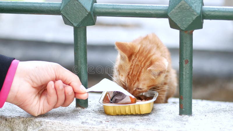 Un gingembre chat curieux et ludique, heureux de savourer une collation rapide près de la clôture en bois banque de vidéos