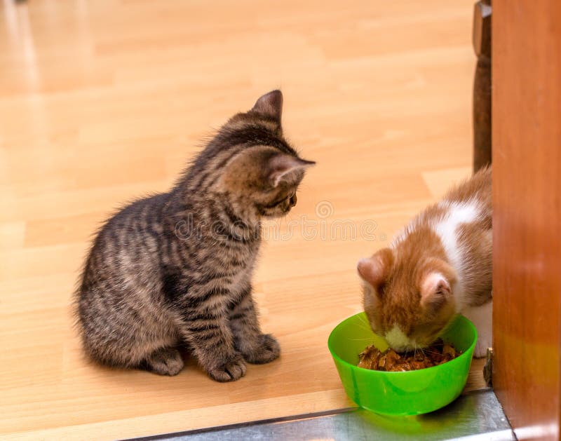 Un gingembre et un chaton blanc mangeant un doux ont mis en boîte des aliments pour chats d'une cuvette verte Séance tigrée et re photo libre de droits Un gingembre et un chaton blanc mangeant un doux ont mis en boîte des aliments pour chats d'une cuvette verte Séance tigrée et re photo libre de droits