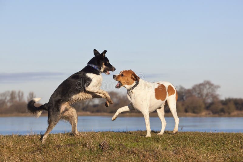 Un gioco dei due cani immagine stock Un gioco dei due cani immagine stock