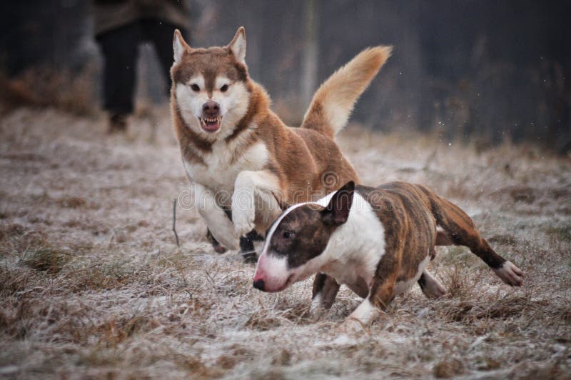 Un gioco dei due cani immagini stock libere da diritti Un gioco dei due cani immagini stock libere da diritti