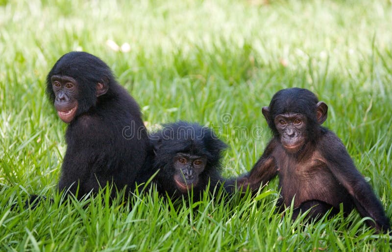 Un gioco di tre bonobi del bambino a vicenda Il Republic Of The Congo Democratic Parco nazionale del BONOBO di Lola Ya