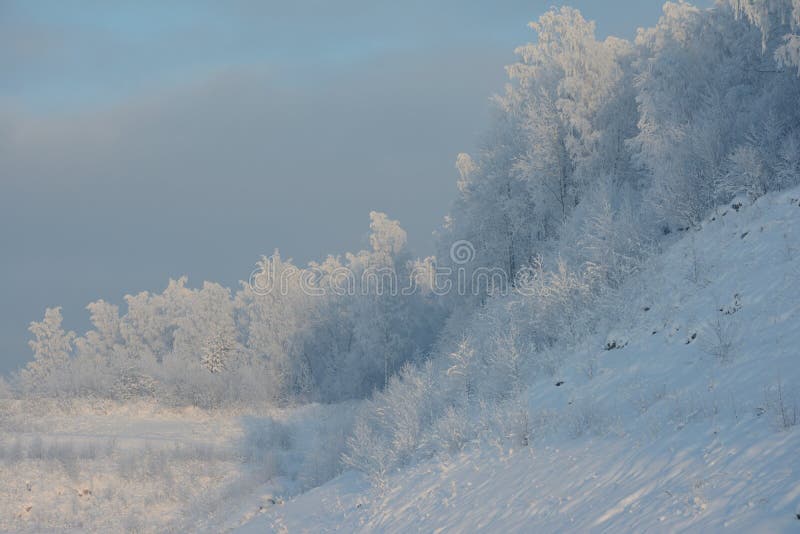 Un giorno soleggiato gelido nella foresta, di alberi coperti bianco con gelo fotografie stock Un giorno soleggiato gelido nella foresta, di alberi coperti bianco con gelo fotografie stock