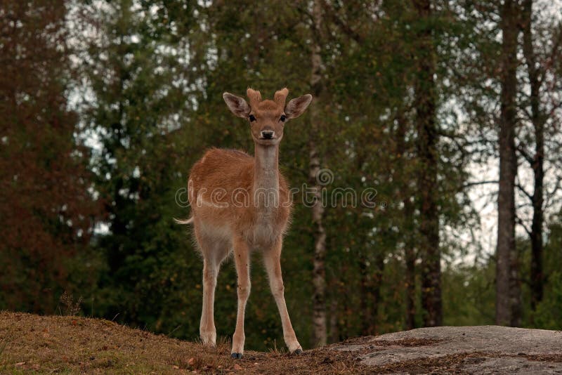 Un giovane fawn da 1 anno dei daini, in una foresta in Svezia fotografia stock libera da diritti Un giovane fawn da 1 anno dei daini, in una foresta in Svezia fotografia stock libera da diritti