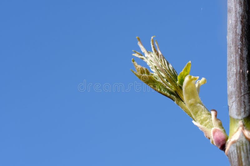 Un giovane germoglio dell'albero si è aperto in primavera un giorno soleggiato contro il cielo blu Macro alta risoluzione del pri immagini stock Un giovane germoglio dell'albero si è aperto in primavera un giorno soleggiato contro il cielo blu Macro alta risoluzione del pri immagini stock