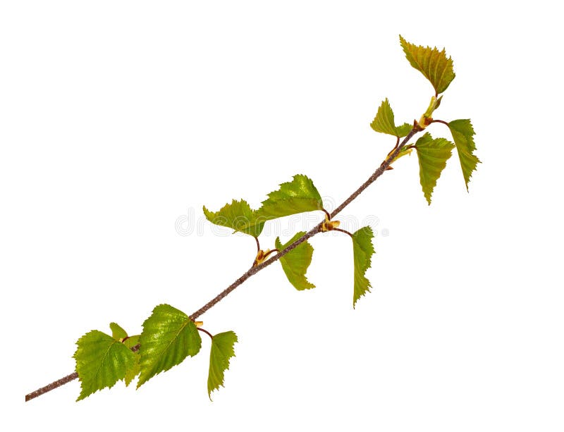 Un giovane germoglio di un ramo della betulla isolato fotografia stock Un giovane germoglio di un ramo della betulla isolato fotografia stock