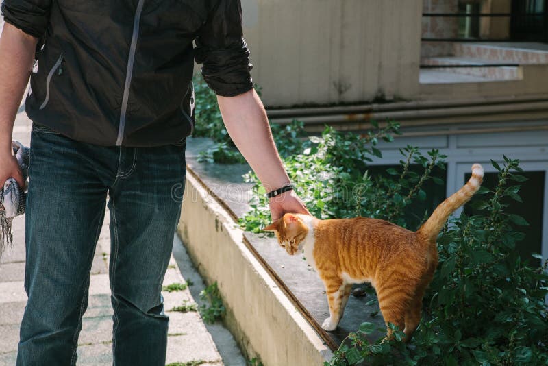 Un giovane tipo, un turista, un viaggiatore accarezza un gatto bianco rosso affascinante Costantinopoli, Turchia immagini stock Un giovane tipo, un turista, un viaggiatore accarezza un gatto bianco rosso affascinante Costantinopoli, Turchia immagini stock