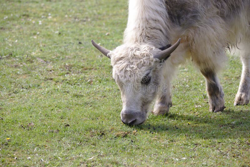 Un giovane yak domestico che pasce immagine stock Un giovane yak domestico che pasce immagine stock