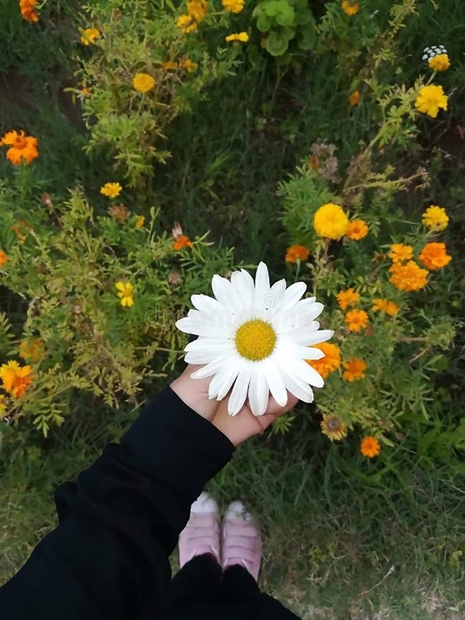 Un girasol blanco en un jardín por completo de flores imágenes de archivo libres de regalías Un girasol blanco en un jardín por completo de flores imágenes de archivo libres de regalías