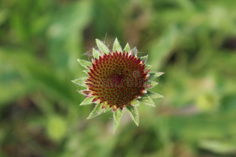 Un Girasol Sin Los Pétalos Se Abre En El Sol Foto de archivo - Imagen de abrir, campo: 155534142 Un Girasol Sin Los Pétalos Se Abre En El Sol Foto de archivo - Imagen de abrir, campo: 155534142