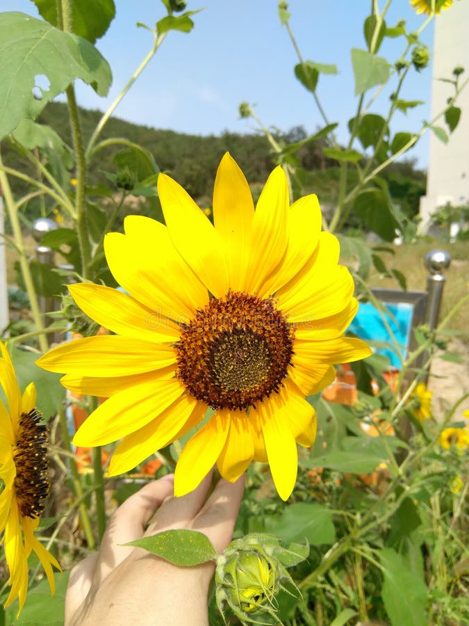 Un girasole dorato immagine stock libera da diritti Un girasole dorato immagine stock libera da diritti