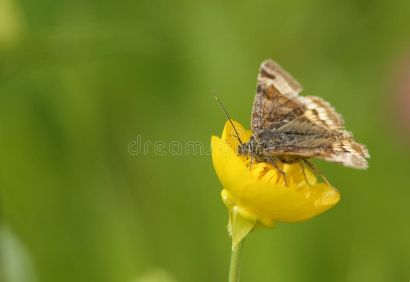 Un Glyphica D'euclidia De Mite De Colocation Burnet Nectaring D'une Fleur  De Renoncule Au Printemps. Photo stock - Image du accouplement, extérieur:  183488856