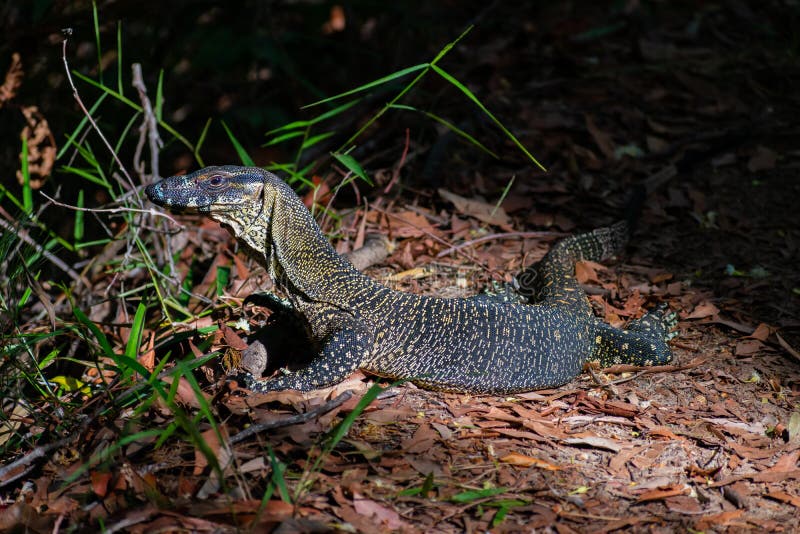 Un Goanna s'expose au soleil en parc national de Noosa photos libres de droits Un Goanna s'expose au soleil en parc national de Noosa photos libres de droits