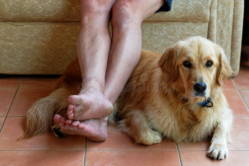 Un golden retriever si siede ai piedi del suo padrone fotografia stock libera da diritti Un golden retriever si siede ai piedi del suo padrone fotografia stock libera da diritti