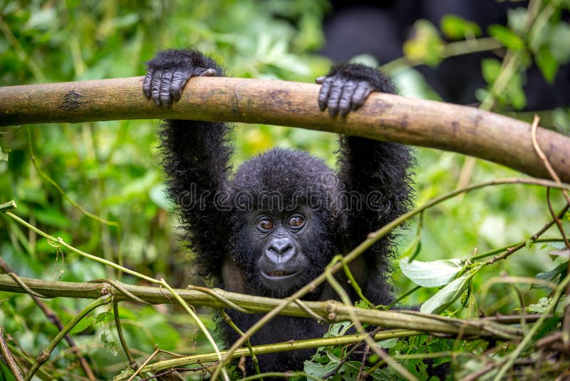 Un gorila del bebé dentro del parque nacional de Virunga, el parque nacional más viejo de África Manual del Transportista, África imágenes de archivo libres de regalías Un gorila del bebé dentro del parque nacional de Virunga, el parque nacional más viejo de África Manual del Transportista, África imágenes de archivo libres de regalías