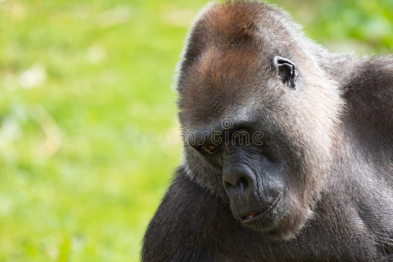 Un gorila occidental occidental adulto que alimenta en Bristol Zoo, Reino Unido imagen de archivo Un gorila occidental occidental adulto que alimenta en Bristol Zoo, Reino Unido imagen de archivo