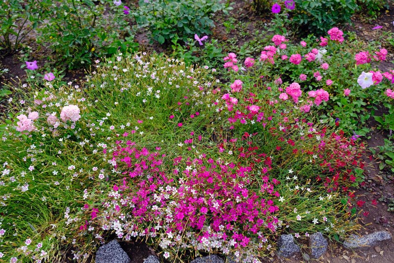 Un gran número de diversas flores en el macizo de flores en el parque imagen de archivo Un gran número de diversas flores en el macizo de flores en el parque imagen de archivo