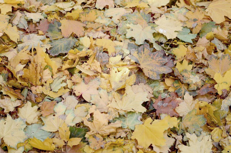 Un gran número de hojas de otoño caidas y amarilleadas en la tierra Textura del fondo del otoño imagenes de archivo Un gran número de hojas de otoño caidas y amarilleadas en la tierra Textura del fondo del otoño imagenes de archivo