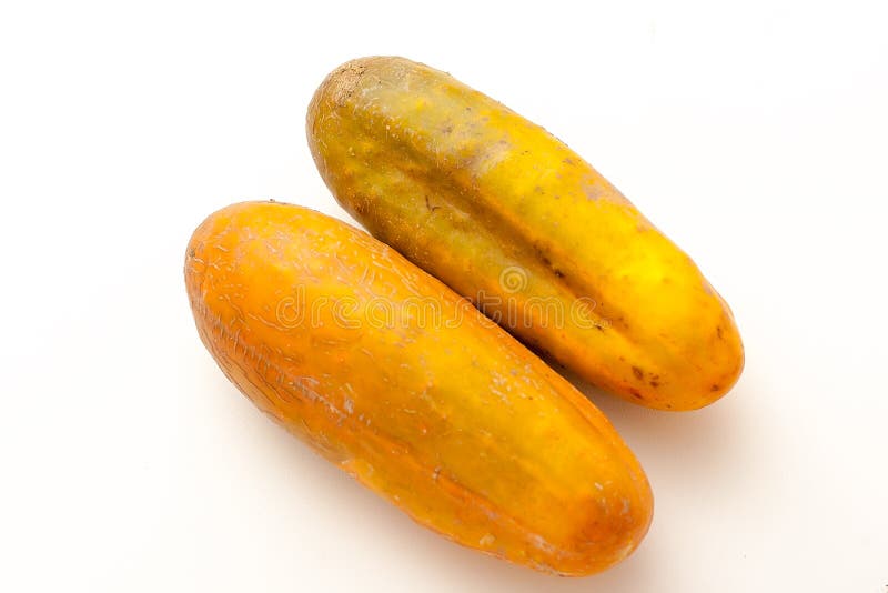 A large yellow cucumber on a white background. An overgrown cucumber. Food products. A large yellow cucumber on a white background. An overgrown cucumber. Food products.