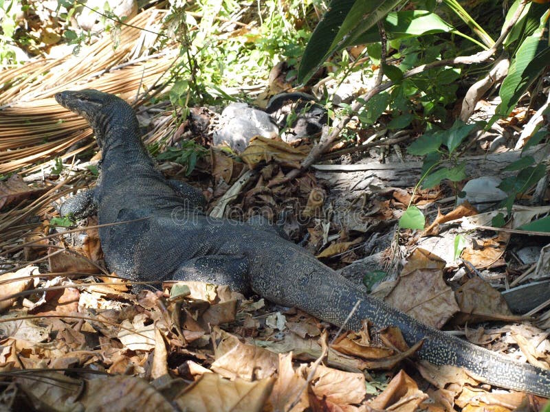 Un gran reptil gris en tailandia.