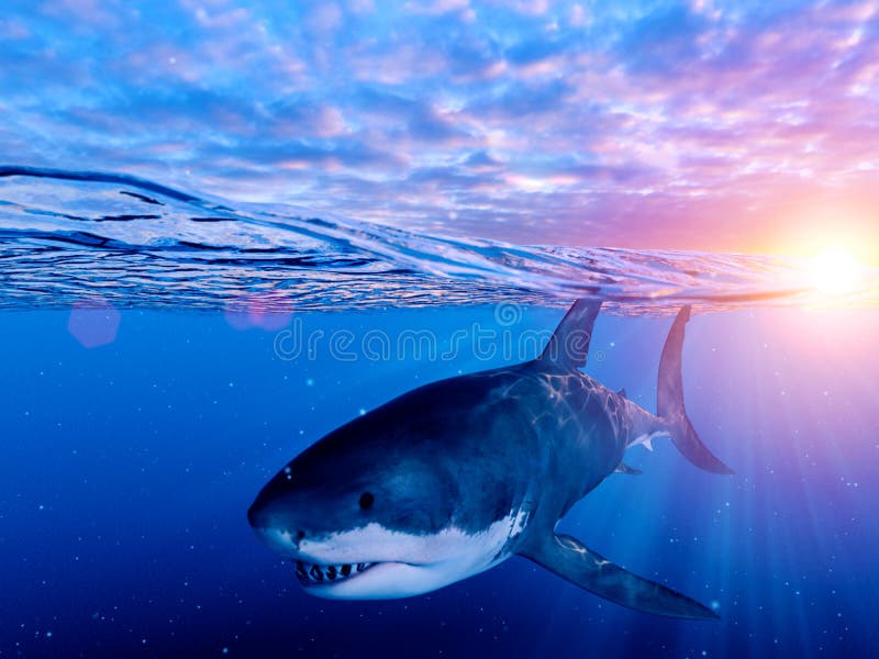 3d rendered illustration of a great white shark. 3d rendered illustration of a great white shark